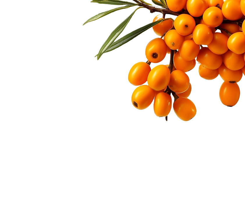 Sea Buckthorn Berries Right