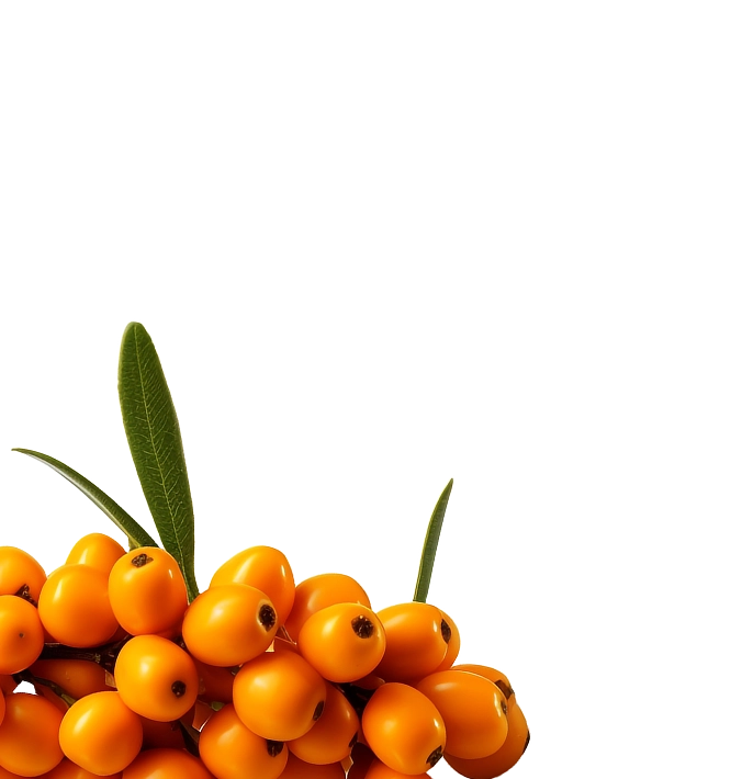 Sea Buckthorn Berries Left