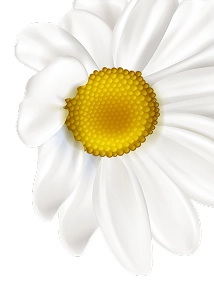 Left Daisy Flowers Background