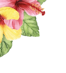 Hibiscus Flowers
