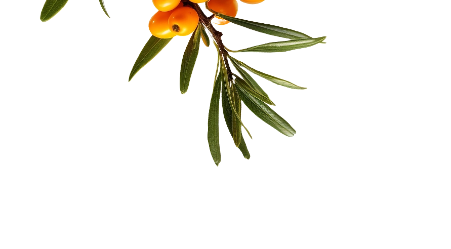 Hanging Branch
