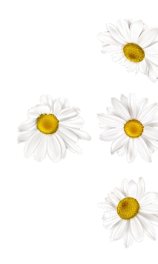 Daisies