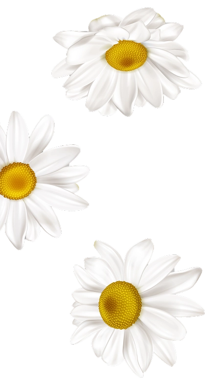 Left Daisy Flowers Background